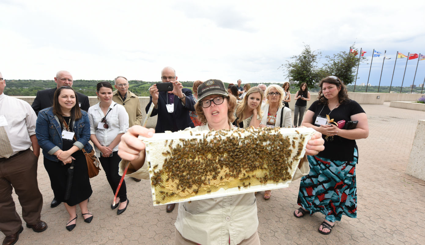 Edmonton Bees